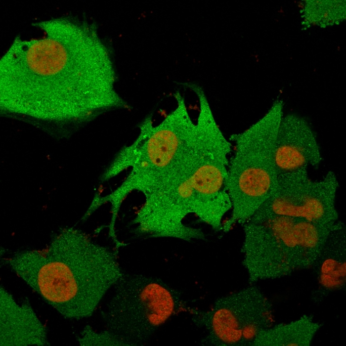 ICC/IF analysis of T98G cells using GTX34969 PGP9.5 antibody [31A3]. Green : Primary antibody Red : nucleus