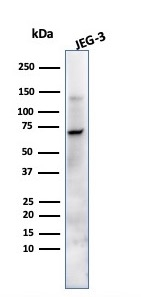 WB analysis of JEG-3 cell lysate using GTX34972 Placental Alkaline Phosphatase antibody [ALPP/870].