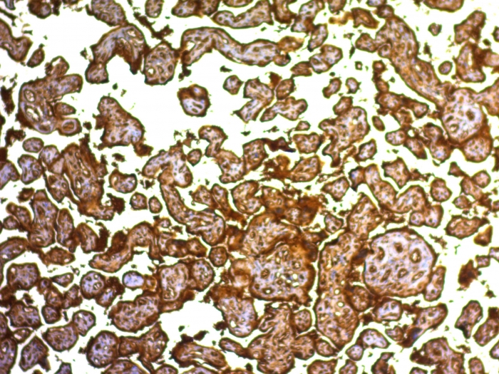 IHC-P analysis of human placenta tissue using GTX34973 Placental Alkaline Phosphatase antibody [SPM593].