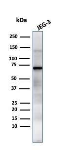 WB analysis of JEG-3 cell lysate using GTX34974 Placental Alkaline Phosphatase antibody [GM022].