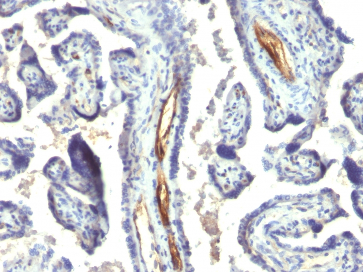 IHC-P analysis of human placenta tissue using GTX34979 PODXL antibody [2A4].