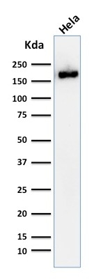 WB analysis of HeLa cell lysate using GTX34979 PODXL antibody [2A4].