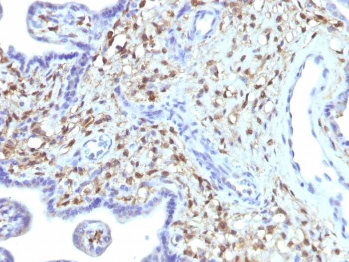 IHC-P analysis of human placenta tissue using GTX34999 S100A4 antibody [S100A4/1481].