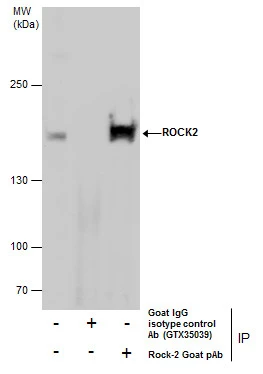 Immunoprecipitation of Rock-2 protein from HeLa whole cell extracts using 5 ug goat IgG isotype control (GTX35039) or Rock-2 Goat pAb. Western blot analysis was performed using Rock-2 goat pAb. Goat IgG HRP (GTX228416-01) was used as a secondary reagent.