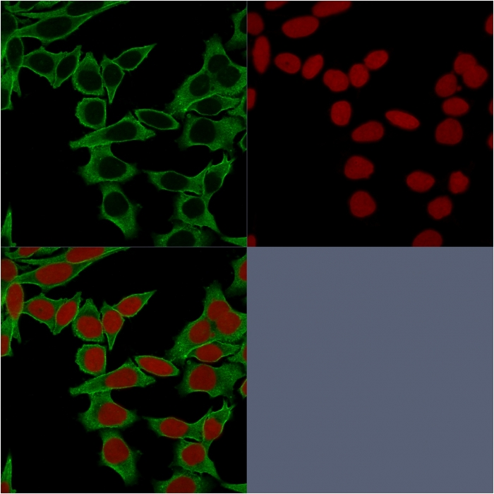 ICC/IF analysis of HeLa cells using GTX35090 SPTBN2 antibody [SPTBN2/1583]. Green : Primary antibody Red : nucleus