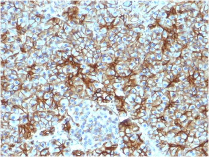 IHC-P analysis of human pancreas tissue using GTX35090 SPTBN2 antibody [SPTBN2/1583].