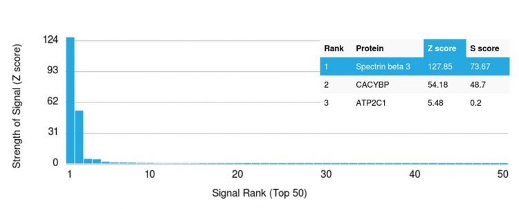 Analysis of Protein Array containing more than 19,000 full-length human proteins using Spectrin beta III Mouse Monoclonal Antibody (SPTBN2/1583). Z- and S- Score: The Z-score represents the strength of a signal that a monoclonal antibody produces when binding to a particular protein on the HuProtTM array. Z-scores are described in units of standard deviations (SDs) above the mean value of all signals generated on that array. If targets on HuProtTM are arranged in descending order of the Z-score, the S-score is the difference (also in units of SDs) between the Z-score. S-score therefore represents the relative target specificity of a Monoclonal Antibody to its intended target. A Monoclonal Antibody is considered to specific to its intended target if the Monoclonal Antibody has an S-score of at least 2.5. For example, if a Monoclonal Antibody binds to protein X with a Z-score of 43 and to protein Y with a Z-score of 14, then the S-score for the binding of that Monoclonal Antibody to protein X is equal to 29.
