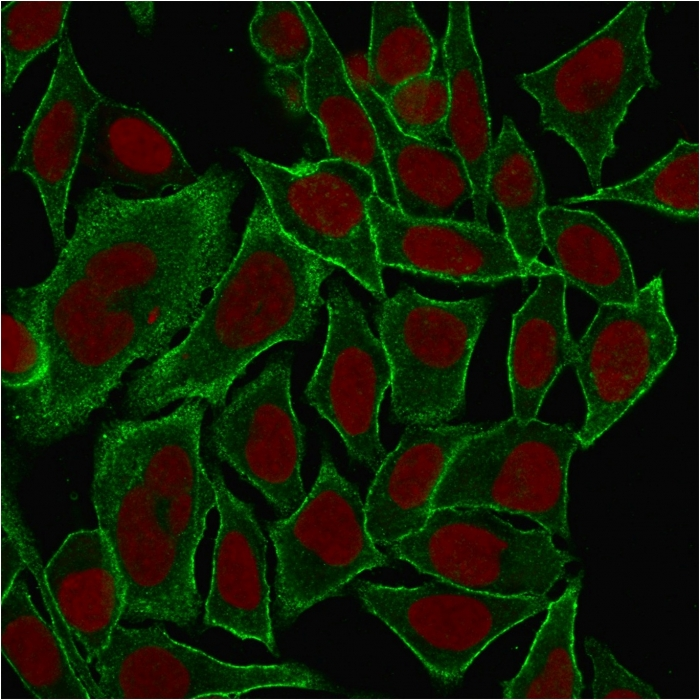 ICC/IF analysis of MeOH-fixed HeLa cells using GTX35091 SPTBN2 antibody [SPTBN2/1584]. Green : Primary antibody Red : nucleus