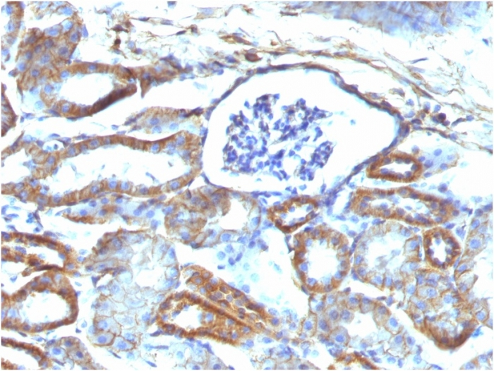 IHC-P analysis of mouse kidney tissue using GTX35091 SPTBN2 antibody [SPTBN2/1584].