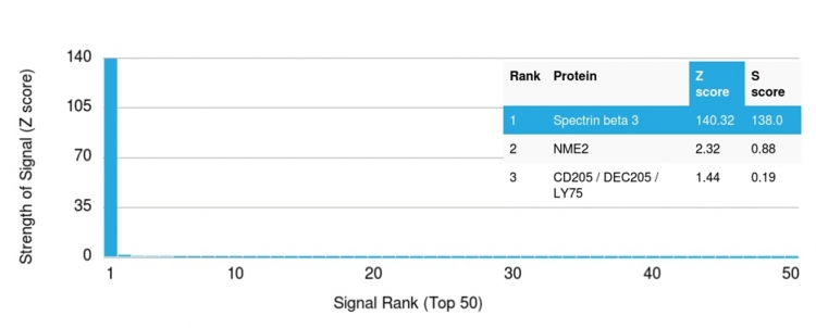 Analysis of Protein Array containing more than 19,000 full-length human proteins using Spectrin beta III Mouse Monoclonal Antibody (SPTBN2/1778). Z- and S- Score: The Z-score represents the strength of a signal that a monoclonal antibody produces when binding to a particular protein on the HuProtTM array. Z-scores are described in units of standard deviations (SDs) above the mean value of all signals generated on that array. If targets on HuProtTM are arranged in descending order of the Z-score, the S-score is the difference (also in units of SDs) between the Z-score. S-score therefore represents the relative target specificity of a Monoclonal Antibody to its intended target. A Monoclonal Antibody is considered to specific to its intended target if the Monoclonal Antibody has an S-score of at least 2.5. For example, if a Monoclonal Antibody binds to protein X with a Z-score of 43 and to protein Y with a Z-score of 14, then the S-score for the binding of that Monoclonal Antibody to protein X is equal to 29.
