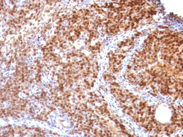 IHC-P analysis of rat ovary tissue using GTX35095 SUMO2 antibody [SUMO2/1199].