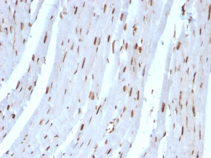 IHC-P analysis of rat heart tissue using GTX35095 SUMO2 antibody [SUMO2/1199].
