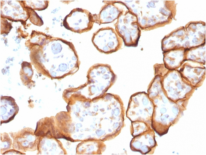 IHC-P analysis of human placenta tissue using GTX35108 Thrombomodulin antibody [THBD/1591].