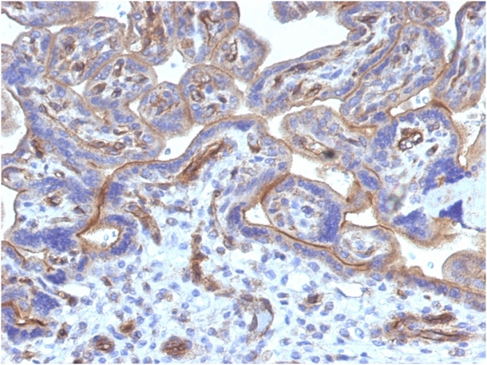 IHC-P analysis of human placenta tissue using GTX35109 Thrombomodulin antibody [THBD/1782].