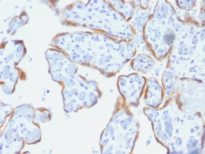 Formalin-fixed,paraffin-embedded human Placenta stained with TIMP2 Monoclonal Antibody (SPM356).