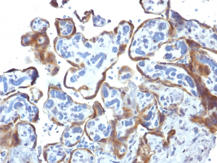 Formalin-fixed,paraffin-embedded human Placenta stained with TIMP2 Monoclonal Antibody (3A4).