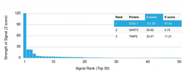 Analysis of Protein Array containing more than 19,000 full-length human proteins using DOG-1 Mouse Monoclonal Antibody (DG1/1485). Z- and S- Score: The Z-score represents the strength of a signal that a monoclonal antibody produces when binding to a particular protein on the HuProtTM array. Z-scores are described in units of standard deviations (SDs) above the mean value of all signals generated on that array. If targets on HuProtTM are arranged in descending order of the Z-score, the S-score is the difference (also in units of SDs) between the Z-score. S-score therefore represents the relative target specificity of a Monoclonal Antibody to its intended target. A Monoclonal Antibody is considered to specific to its intended target if the Monoclonal Antibody has an S-score of at least 2.5. For example, if a Monoclonal Antibody binds to protein X with a Z-score of 43 and to protein Y with a Z-score of 14, then the S-score for the binding of that Monoclonal Antibody to protein X is equal to 29.