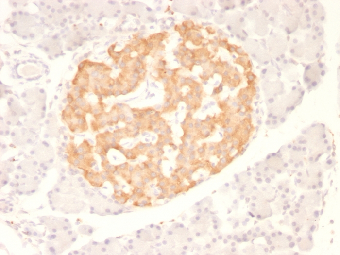 IHC-P analysis of rat pancreas tissue using GTX35134 TNF alpha antibody [TNF706].