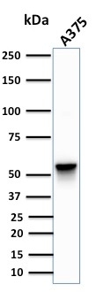 WB analysis of A375 cell lysate using GTX35161 Vimentin antibody [SPM576].