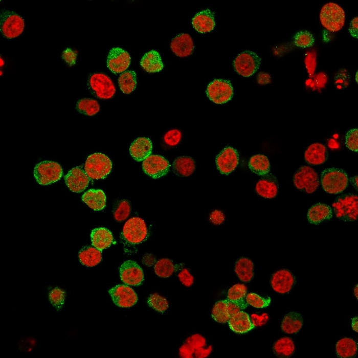 ICC/IF analysis of PFA-fixed Jurkat cells using GTX35177 ZAP70 antibody [2F3.2]. Green : Primary antibody Red : nucleus
