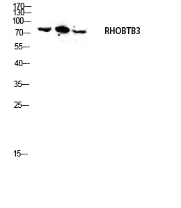 WB analysis of RHOBTB3 using GTX35183 RHOBTB3 antibody. Dilution : 1:2000