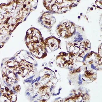IHC-P analysis of human placenta tissue using GTX35195 YAP1 antibody. Dilution : 1:100