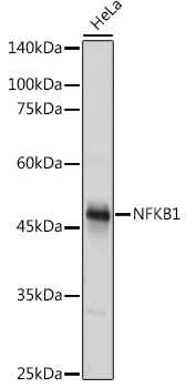 WB analysis of HeLa cell lysate using GTX35196 NFkB p105 antibody. Dilution : 1:1000 Loading : 25microg per lane WB analysis of HeLa cell lysate using GTX35196 NFkB p105 antibody. Dilution : 1:1000 Loading : 25microg per lane