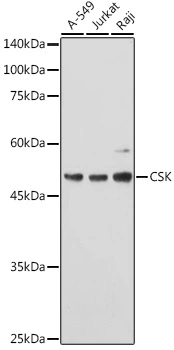WB analysis of various sample lysates using GTX35201 CSK antibody. Dilution : 1:1000 Loading : 25microg per lane