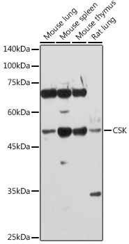 WB analysis of various sample lysates using GTX35201 CSK antibody. Dilution : 1:1000 Loading : 25microg per lane