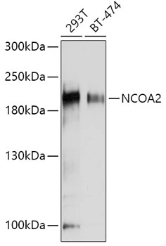 WB analysis of normal (control) and knockout (KO) 293T cell lysate using GTX35206 NCOA2 antibody. Dilution : 1:1000 Loading : 25microg per lane WB analysis of normal (control) and knockout (KO) 293T cell lysate using GTX35206 NCOA2 antibody. Dilution : 1:1000 Loading : 25microg per lane