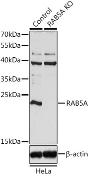 WB analysis of normal (control) and knockout (KO) HeLa cell lysate using GTX35207 RAB5A antibody. Dilution : 1:1000 Loading : 25microg per lane WB analysis of normal (control) and knockout (KO) HeLa cell lysate using GTX35207 RAB5A antibody. Dilution : 1:1000 Loading : 25microg per lane