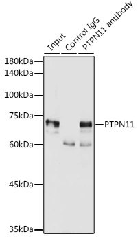 IP analysis of MCF7 cell lysate using GTX35210 SHP2 antibody. Antibody amount : 3microg / 300microg lysate Dilution : 1:2000 IP analysis of MCF7 cell lysate using GTX35210 SHP2 antibody. Antibody amount : 3microg / 300microg lysate Dilution : 1:2000