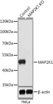 WB analysis of normal (control) and knockout (KO) HeLa cell lysate using GTX35212 MEK1 antibody. Dilution : 1:1000 Loading : 25microg per lane WB analysis of normal (control) and knockout (KO) HeLa cell lysate using GTX35212 MEK1 antibody. Dilution : 1:1000 Loading : 25microg per lane