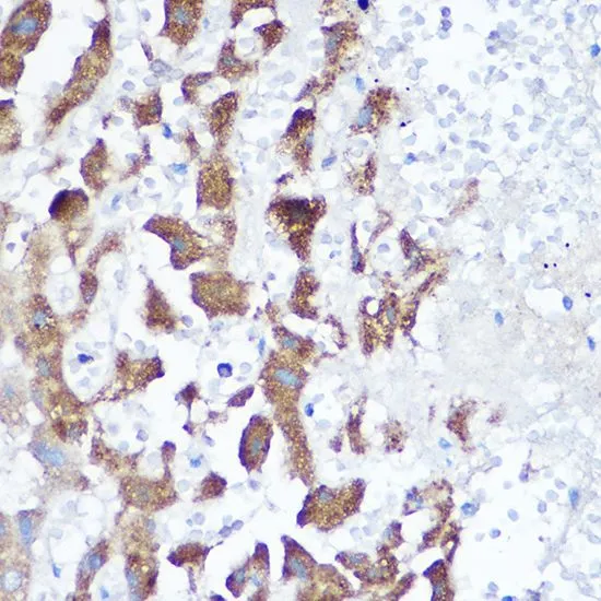 ICC/IF analysis of L929 cells using GTX35219 NDUFB4 antibody. Blue : DAPI Dilution : 1:100