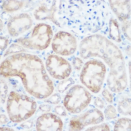 ICC/IF analysis of U2OS cells using GTX35219 NDUFB4 antibody. Blue : DAPI Dilution : 1:100
