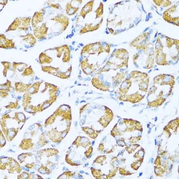 IHC-P analysis of human stomach tissue using GTX35222 NDUFA5 antibody. Dilution : 1:100