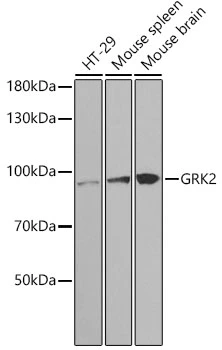 WB analysis of various sample lysates using GTX35230 GRK2 antibody. Dilution : 1:1000 Loading : 25microg per lane