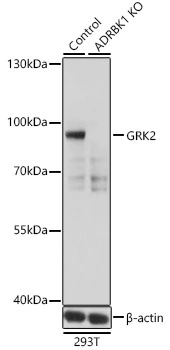 WB analysis of normal (control) and GRK2 knockout (KO) 293T cell lysates using GTX35230 GRK2 antibody. Dilution : 1:500 Loading : 25microg per lane WB analysis of normal (control) and GRK2 knockout (KO) 293T cell lysates using GTX35230 GRK2 antibody. Dilution : 1:500 Loading : 25microg per lane
