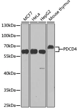 WB analysis of various sample lysates using GTX35232 PDCD4 antibody. The signal was developed with ECL plus-Enhanced. Dilution : 1:1000 Loading : 25microg per lane
