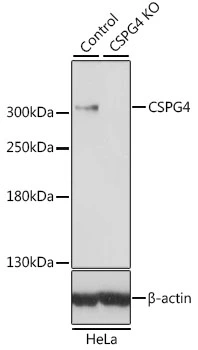WB analysis of normal (control) and knockout (KO) HeLa cell lysate using GTX35234 NG2 antibody. Dilution : 1:500 Loading : 25microg per lane WB analysis of normal (control) and knockout (KO) HeLa cell lysate using GTX35234 NG2 antibody. Dilution : 1:500 Loading : 25microg per lane