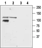 WB analysis of mouse (lanes 1 and 3) and rat (lanes 2 and 4) brain membrane lysates using GTX35259 GluR6 antibody preincubated with or without immunogen peptide. Dilution : 1:400