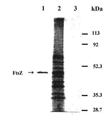 EBP (the fraction eluted from edeine B1 affinity column) was applied to SDS-PAGE,transfered to a PVDF membrane,exposed to FtsZ antibody (GTX36253).
