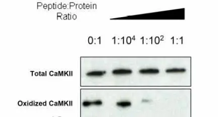 Immunoblot of oxidized WT CaMKII probed with antiserum against oxidized M281/282 with increasing ratios of oxidized peptide.