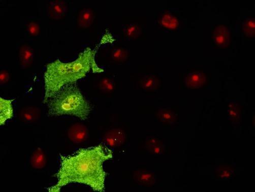 Immunofluorescent staining with GTX36902_Influenza-A-Nucleoprotein_1331_FITC_1.jpg.