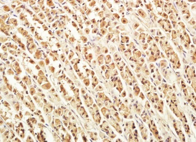 IHC-P analysis of rat stomach tissue using GTX37414 VWCE antibody.