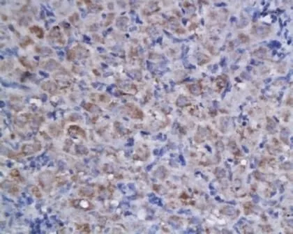 IHC-P analysis of rat ovary tissue using GTX37465 Apelin antibody.