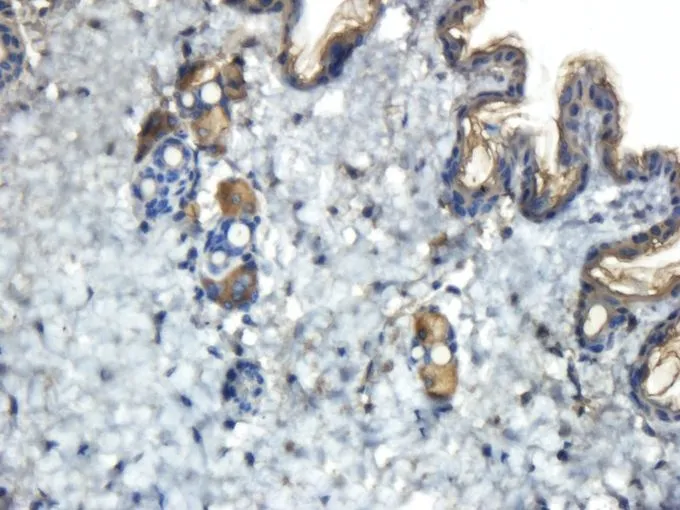 IHC-P analysis of mouse skin tissue using GTX37552 Reelin antibody. Dilution : 2.5microg/ml