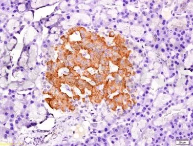 IHC-P analysis of rat pancreas tissue using GTX37568 PDX1 antibody. IHC-P analysis of rat pancreas tissue using GTX37568 PDX1 antibody.