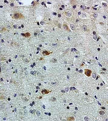 IHC-P analysis of rat brain tissue using GTX37576 PACAP antibody.