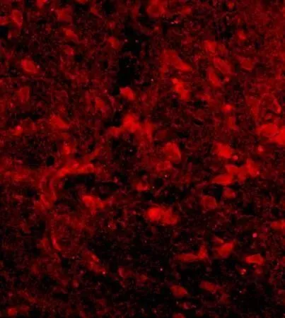 IHC-Fr analysis of human placenta tissue using GTX37594 Nociceptin Receptor antibody.